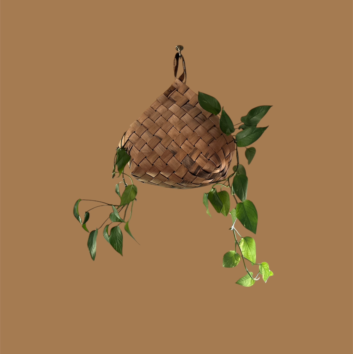 Taro Vine plant photo by @GatherandGrow named Helen on Greg, the plant care app.