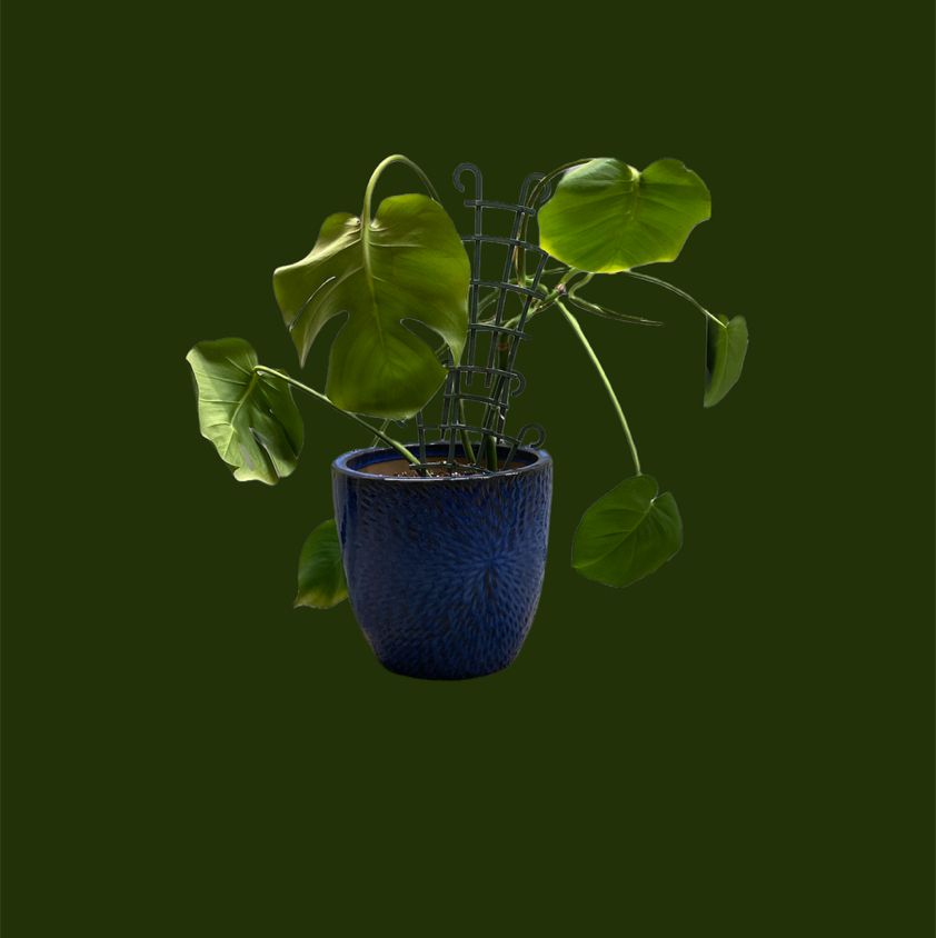 Monstera plant photo by @GatherandGrow named Mallory on Greg, the plant care app.