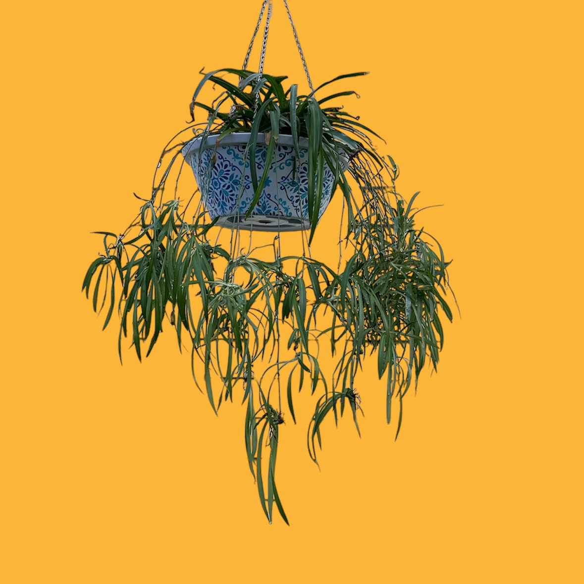Spider Plant plant photo by @GatherandGrow named Spidey on Greg, the plant care app.