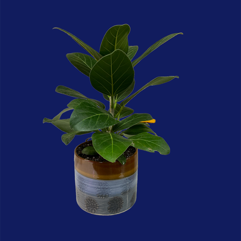 Healthy potted Audrey Ficus plant against a blue background.