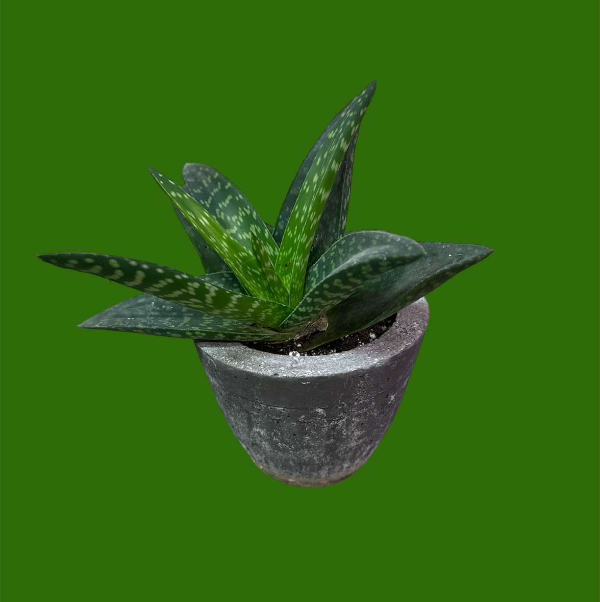 Tiger Aloe plant in a pot against a green background.