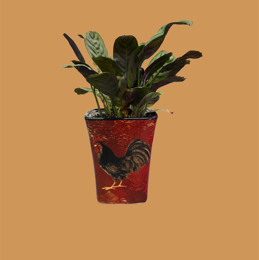Healthy Fishbone Prayer Plant with vibrant green herringbone patterned leaves in a red decorative pot against an orange background.