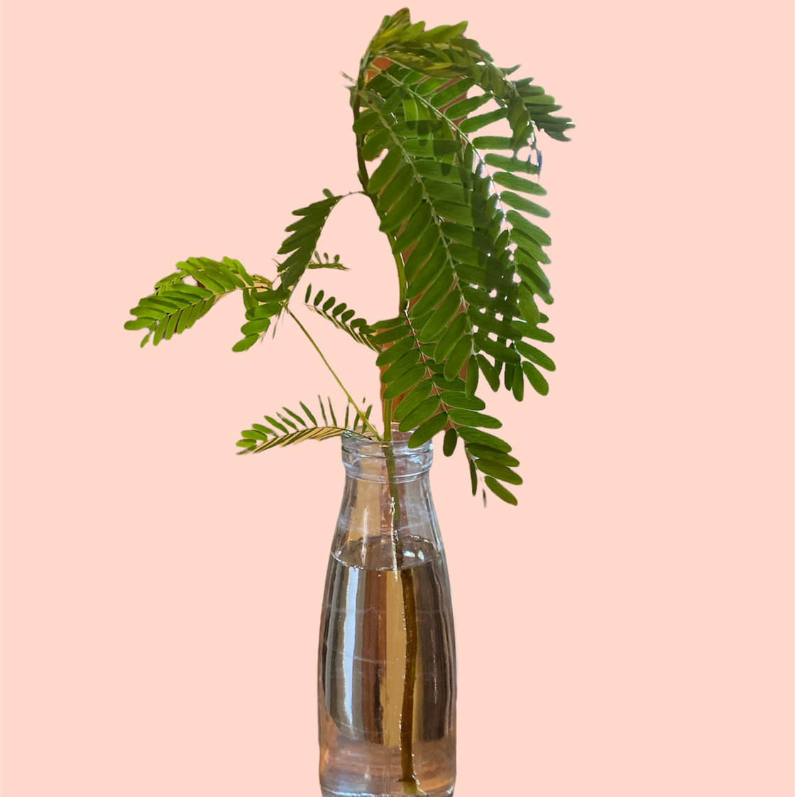 Sensitive Plant (Mimosa pudica) in a glass container with water, solid background.