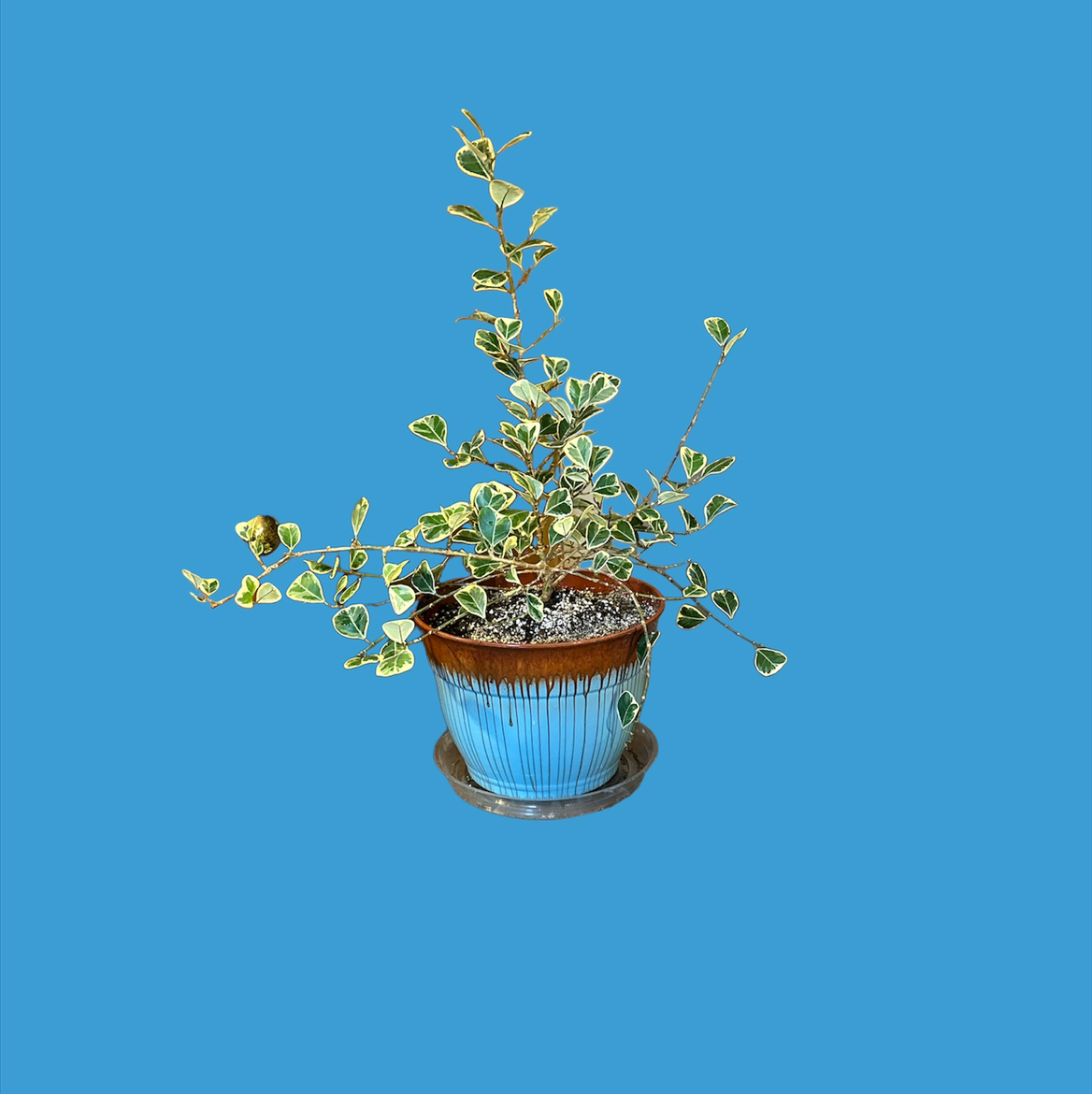 Ficus triangularis 'Variegata' plant in a pot with variegated leaves against a blue background.