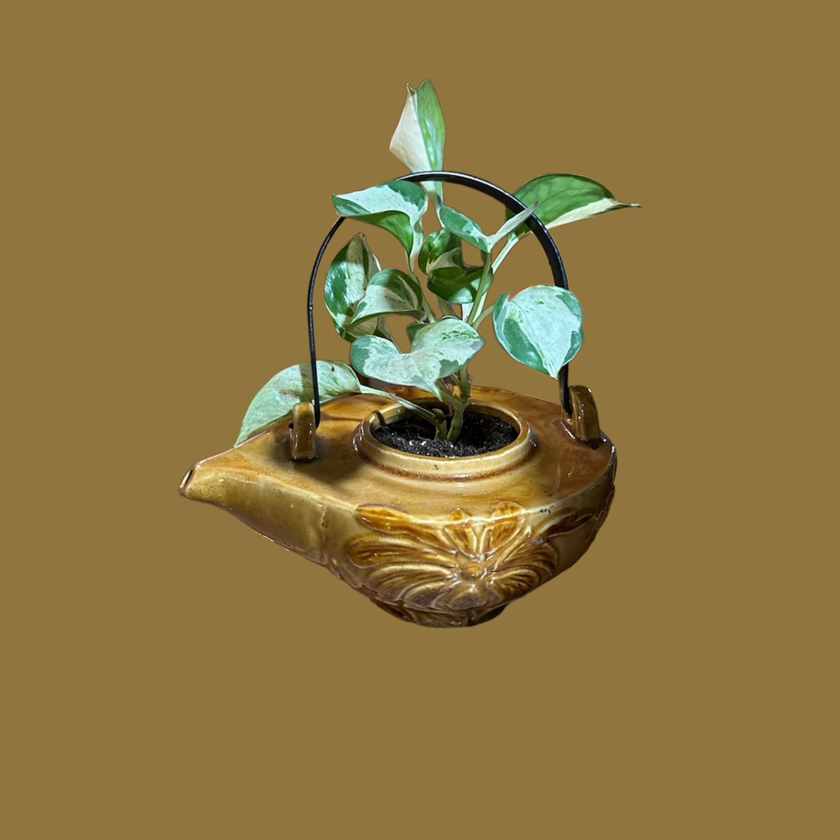 Manjula Pothos plant in a decorative pot with variegated leaves.