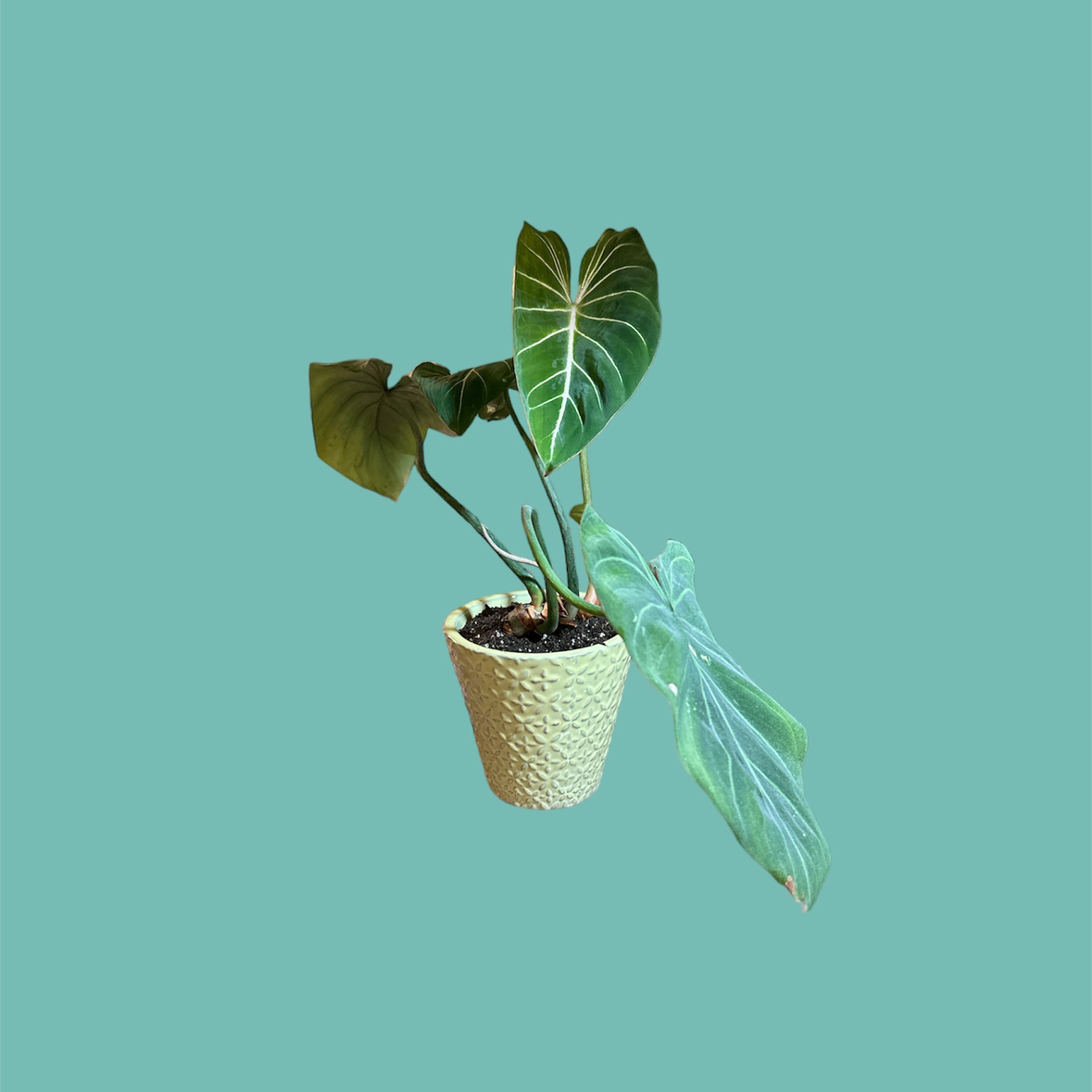 Philodendron gloriosum plant in a textured pot with healthy green leaves.