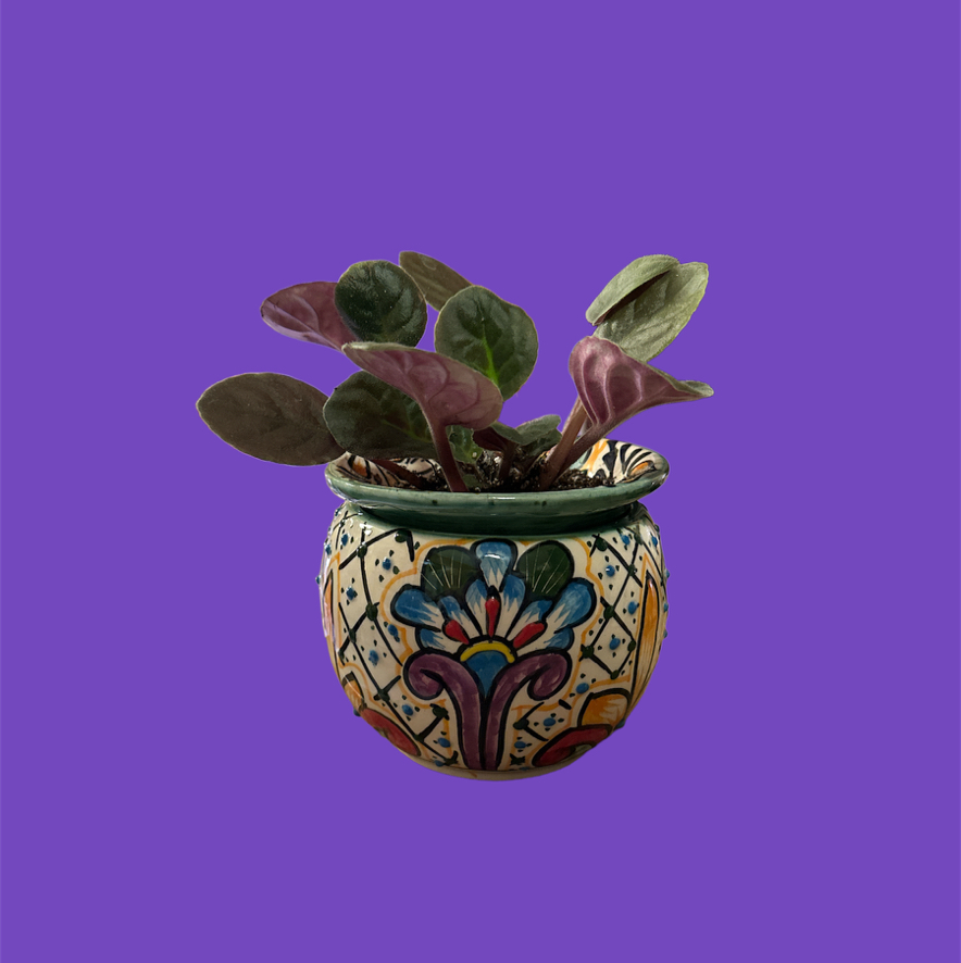 Kenyan Violet plant in a decorative pot against a purple background.