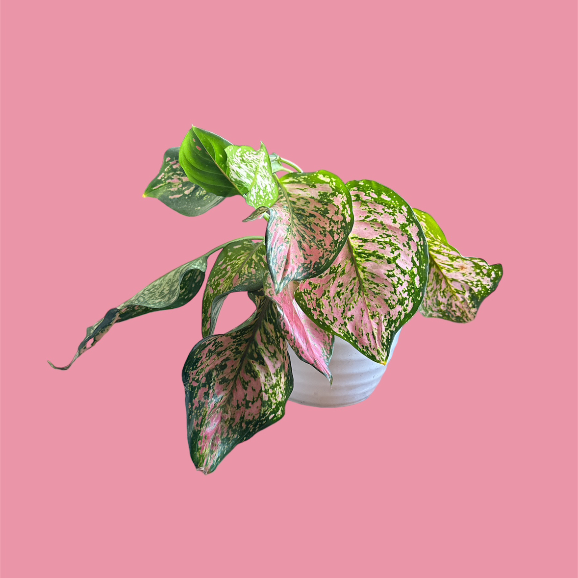 Chinese Evergreen 'Wishes' plant with variegated green and pink leaves in a pot against a pink background.