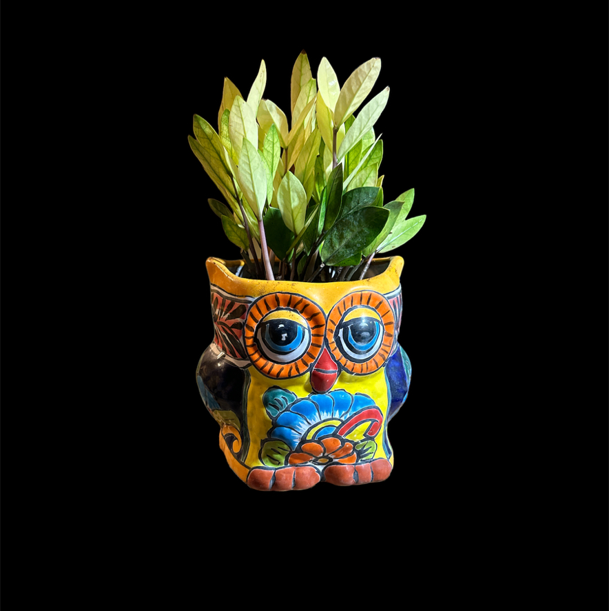 Chameleon ZZ Plant in a colorful owl-shaped pot with vibrant green leaves.