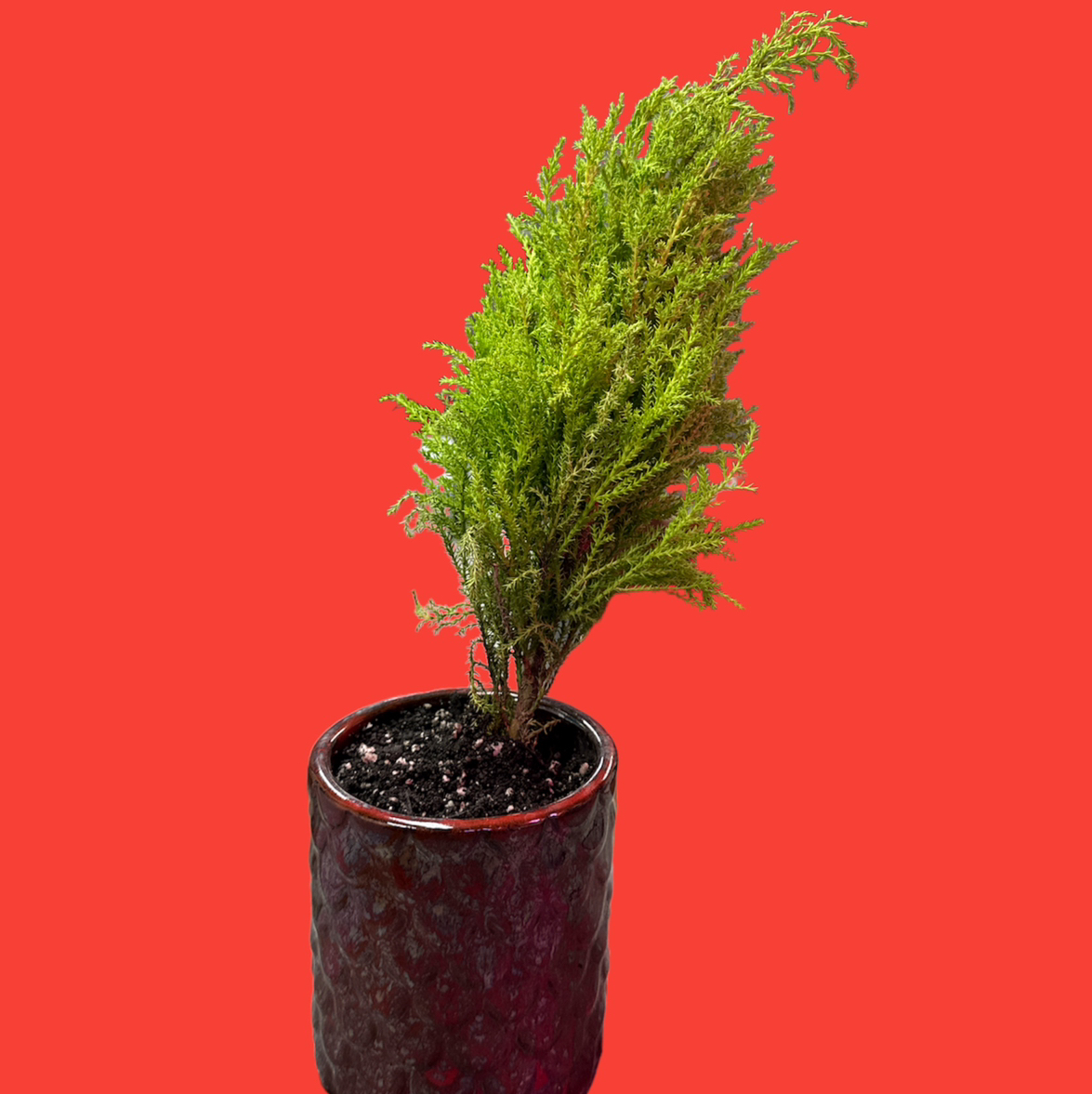 Cupressus macrocarpa plant in a pot against a red background.