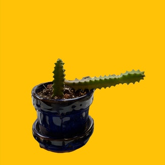 Lifesaver Cactus plant in Lincoln, Nebraska