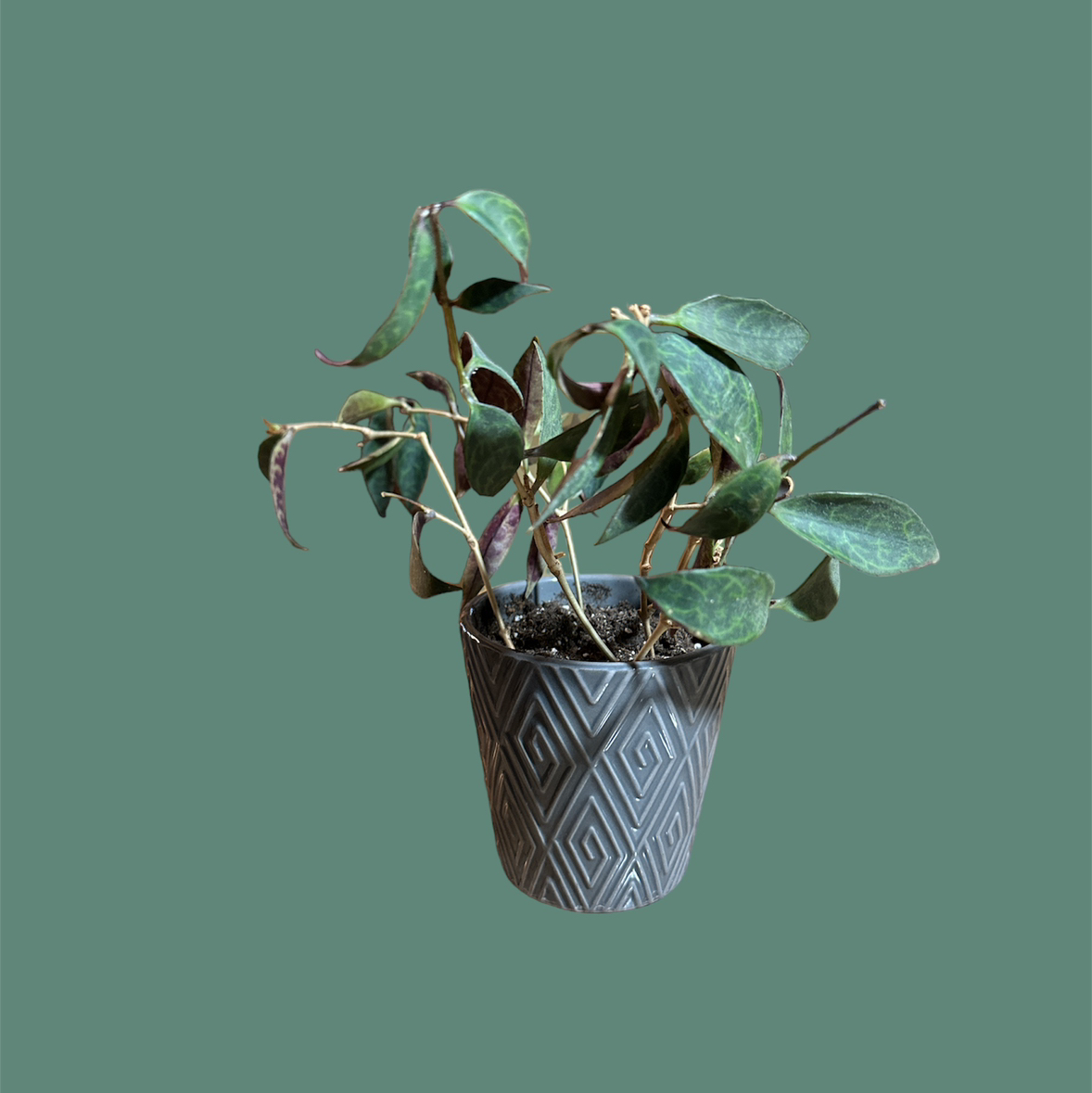 Potted Black Pagoda Lipstick Plant with elongated leaves, well-framed and centered.