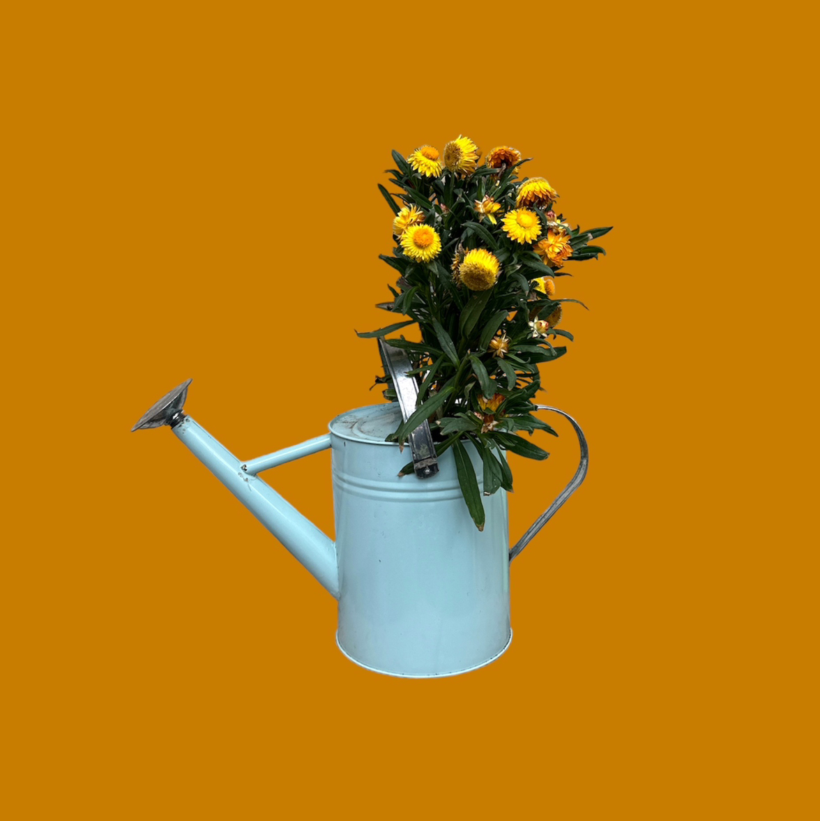 Strawflower plant with yellow flowers in a watering can against an orange background.
