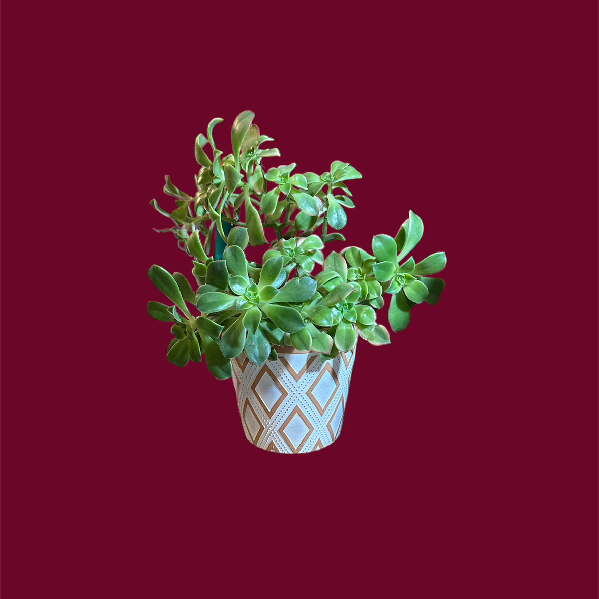 Potted Haworth's Aeonium with green, fleshy leaves against a solid background.