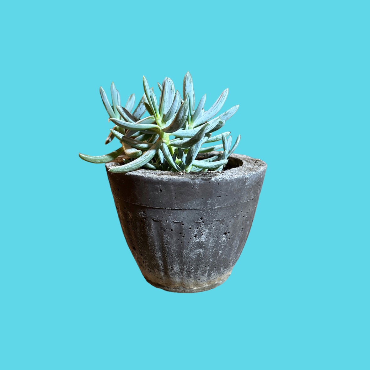 Narrow-Leaf Chalk Sticks plant in a pot against a blue background.