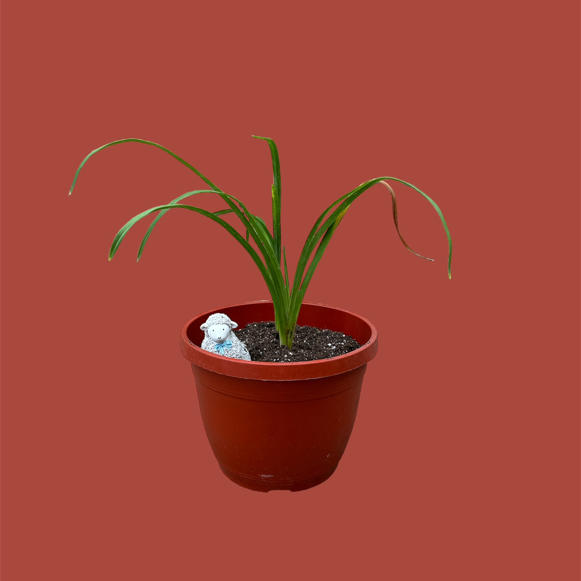 Photo of the plant species Small Daylily by @GatherandGrow named Kitty on Greg, the plant care app