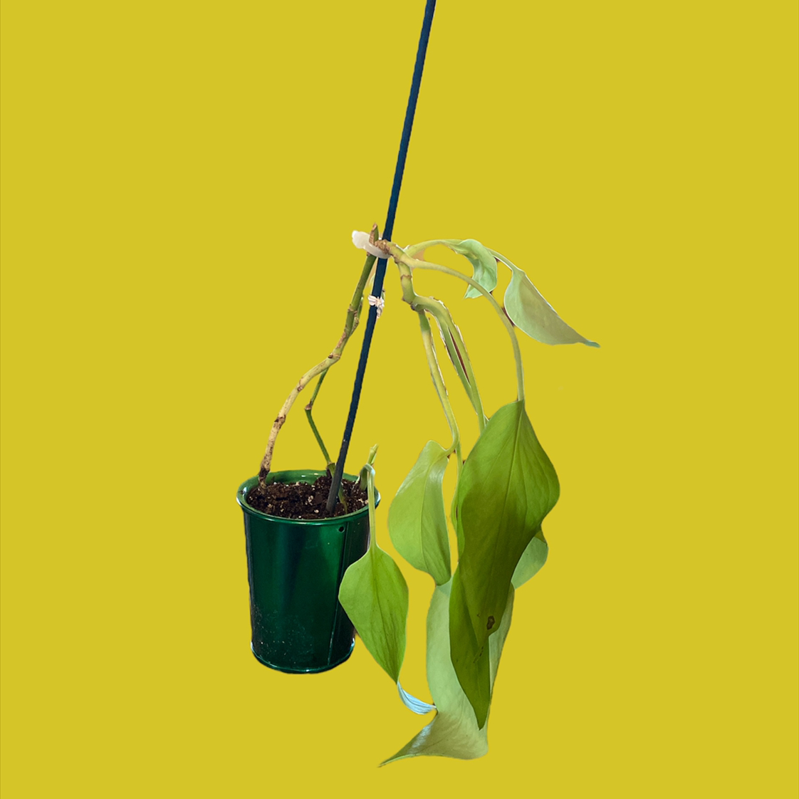 Taro Vine plant photo by @GatherandGrow named Gilda on Greg, the plant care app.