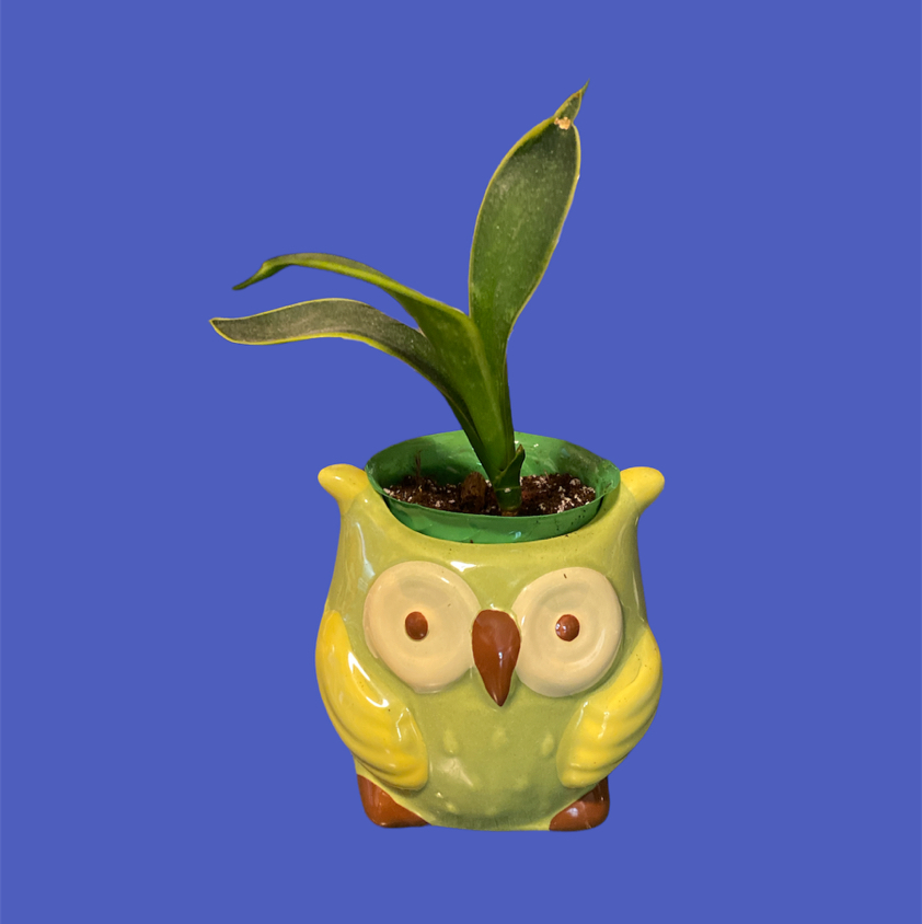 Snake Plant plant photo by @GatherandGrow named Olando on Greg, the plant care app.