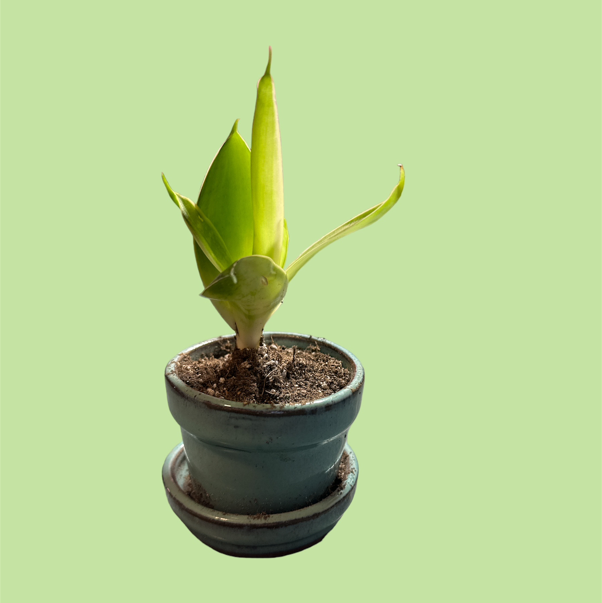Sansevieria Night Owl plant in a pot against a plain background.