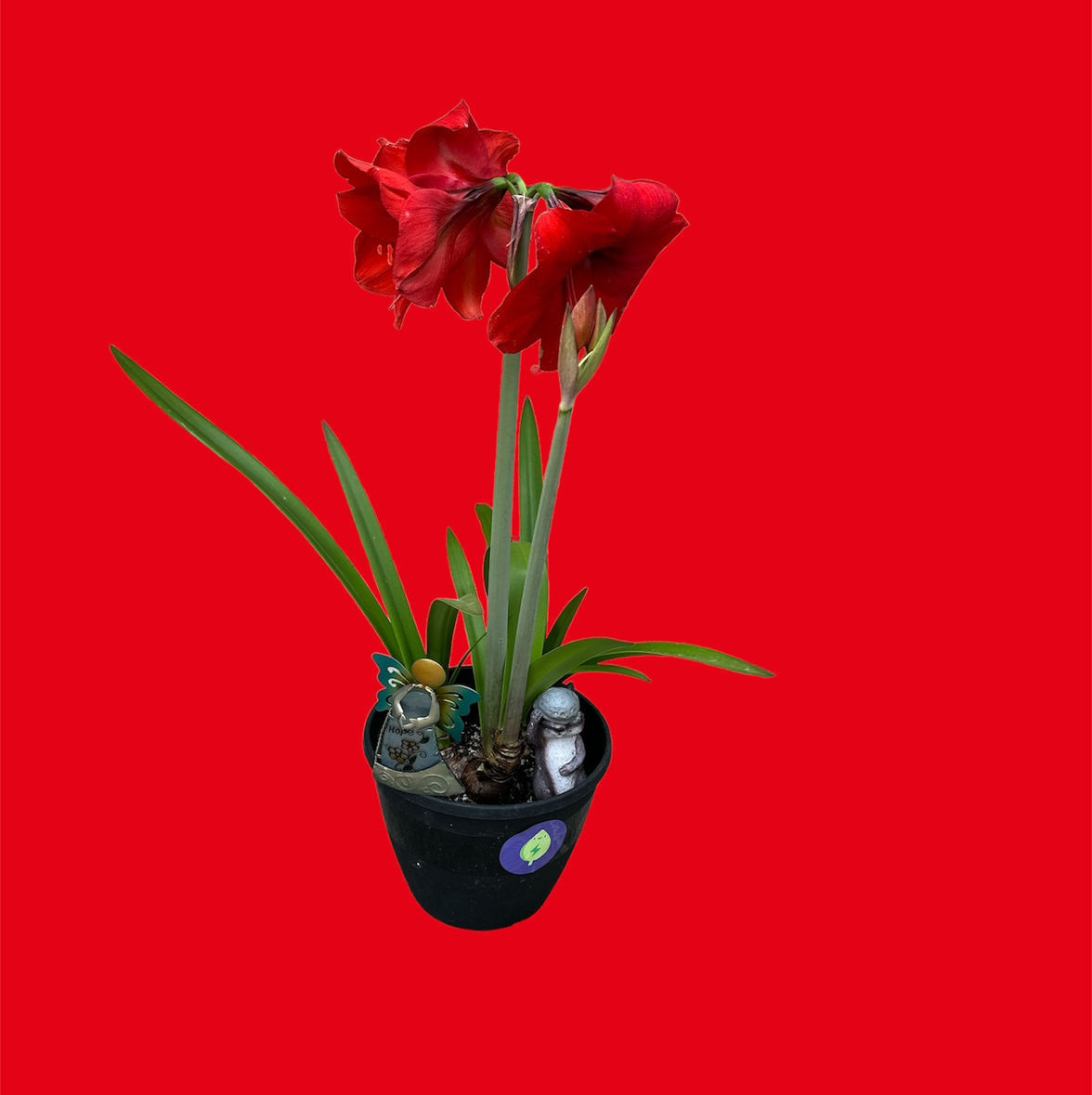 Hippeastrum 'Red Lion' plant photo by @GatherandGrow named Adele on Greg, the plant care app.