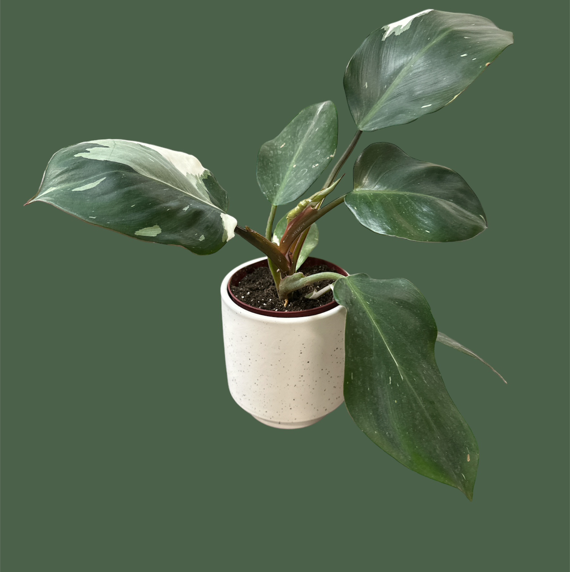 Philodendron 'White Wizard' plant in a white pot with variegated leaves.