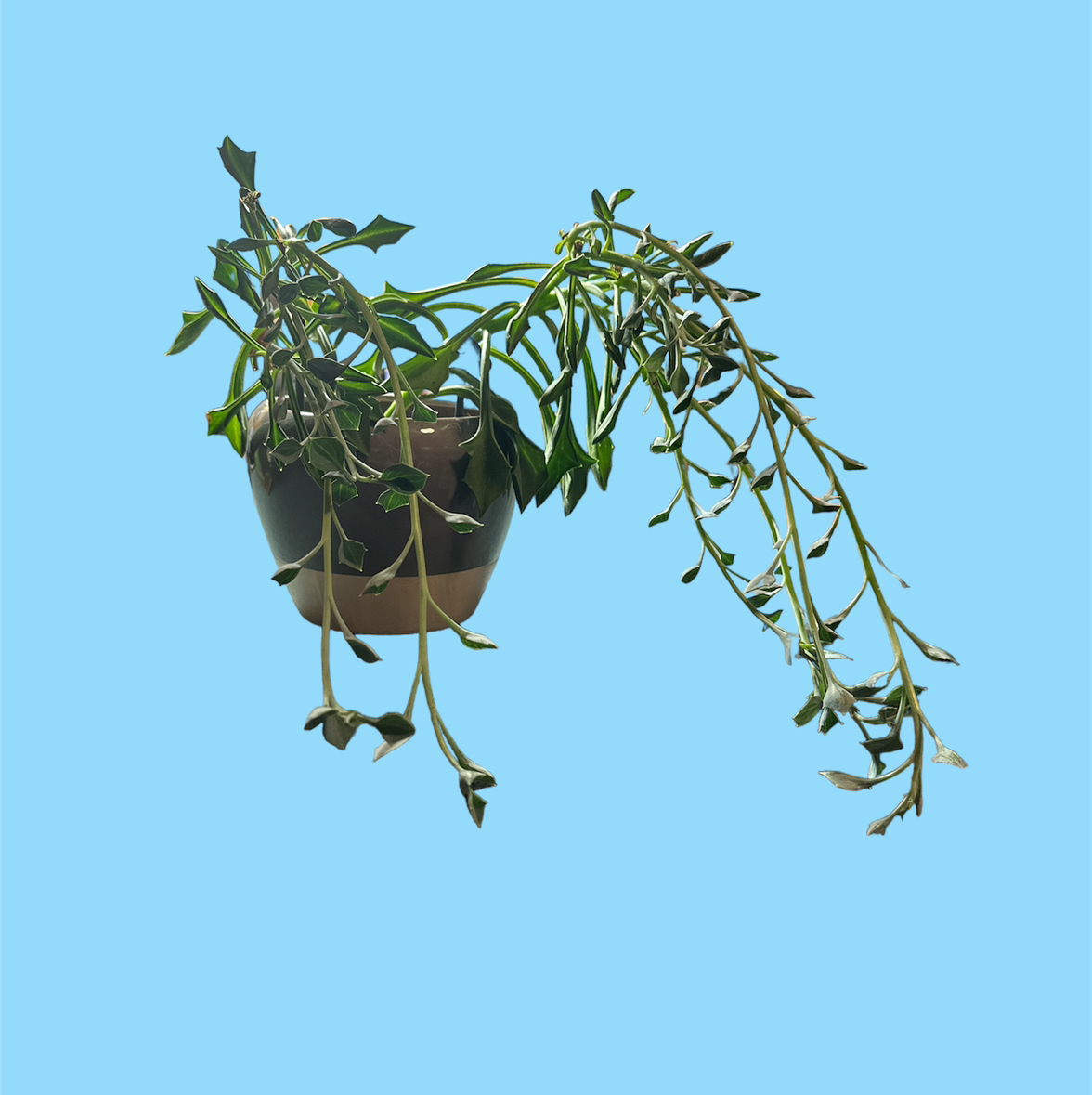 Potted Narrow-Leaf Chalk Sticks plant with drooping leaves against a blue background.