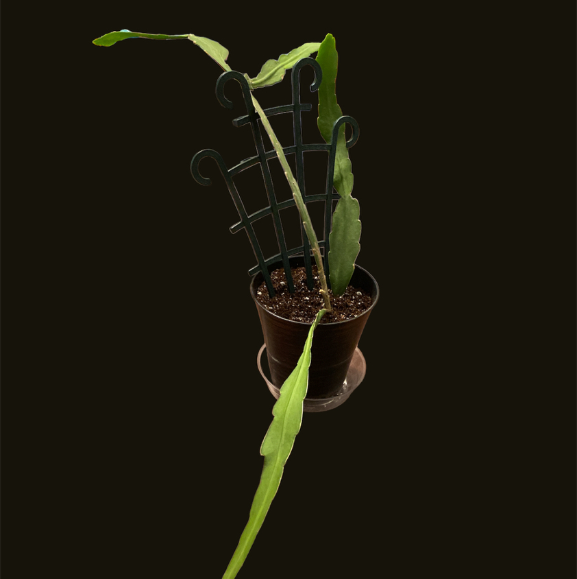 Dutchman's Pipe Cactus in a pot with a trellis, healthy appearance.