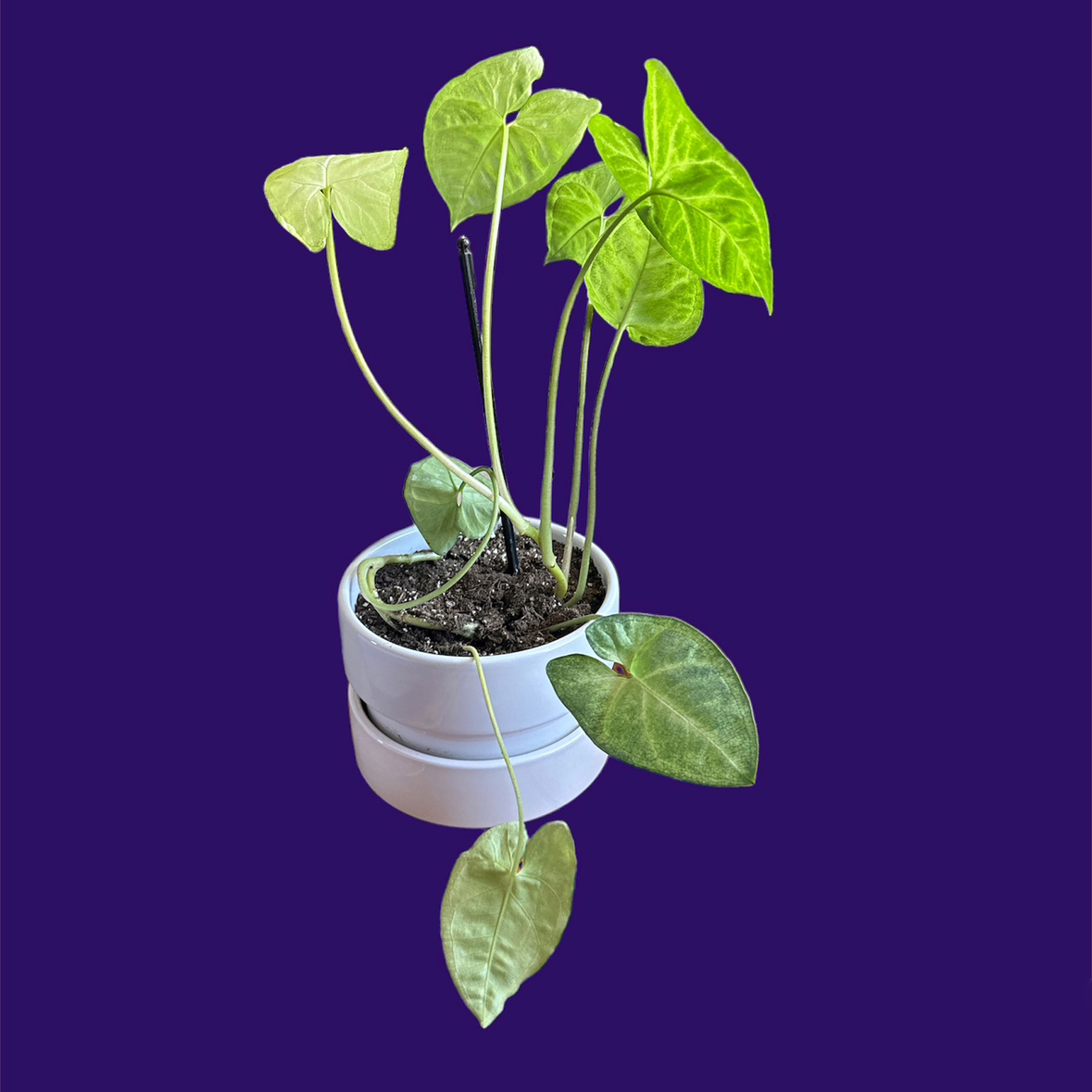 Syngonium 'White Butterfly' plant in a white pot against a purple background. Some leaves show discoloration.