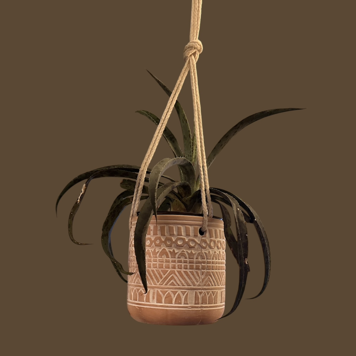 Photo of the plant species Pinapple by @GatherandGrow named Sponge Bob on Greg, the plant care app