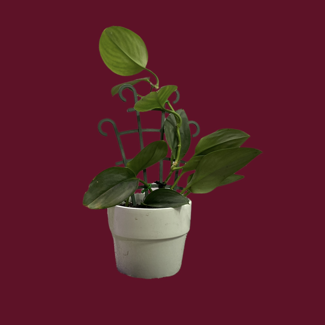 Scindapsus treubii 'Moonlight' plant in a white pot with a trellis, solid background.