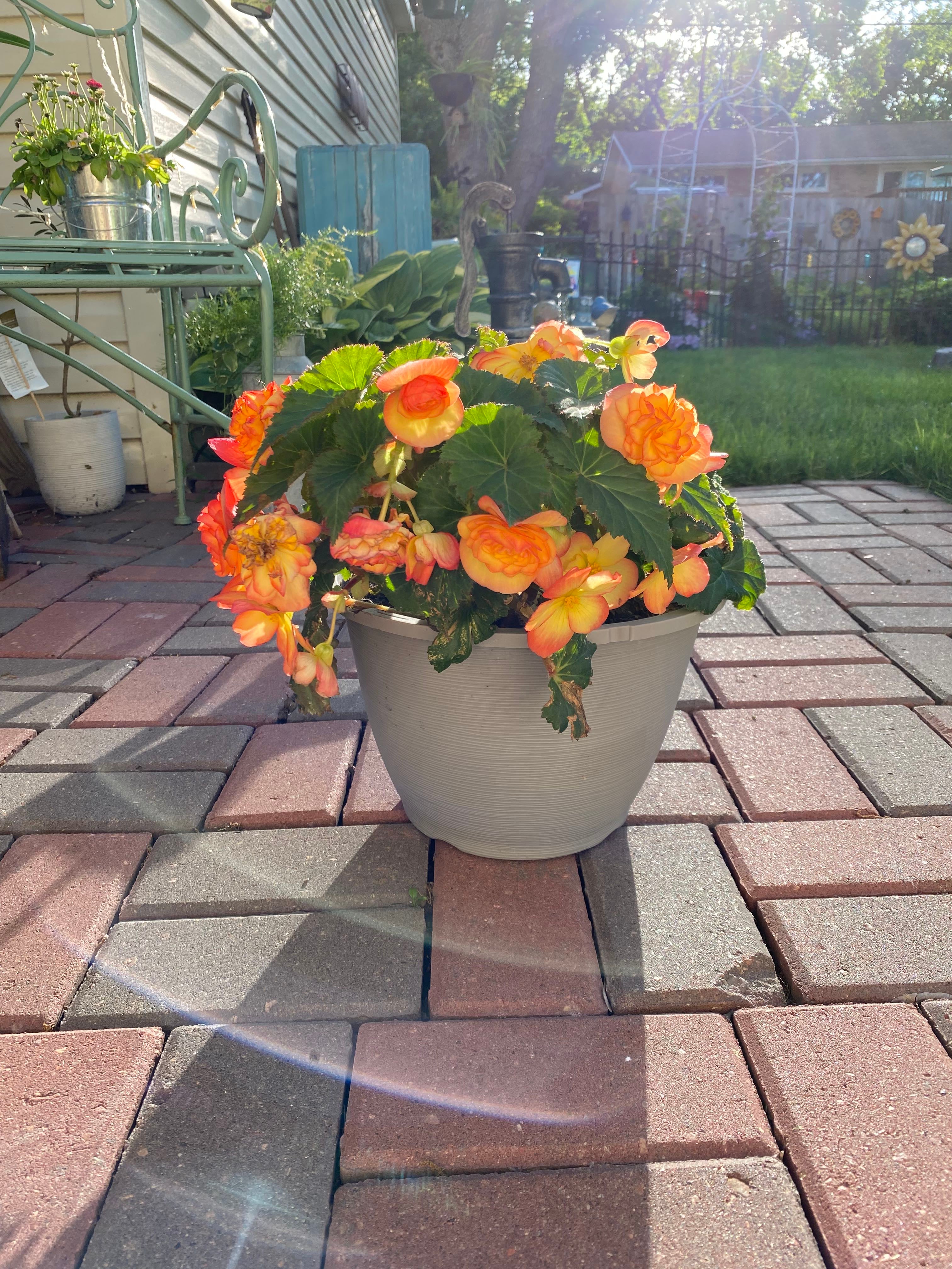 Keep Your Tuberous begonias Alive Light, Water & Care Instructions