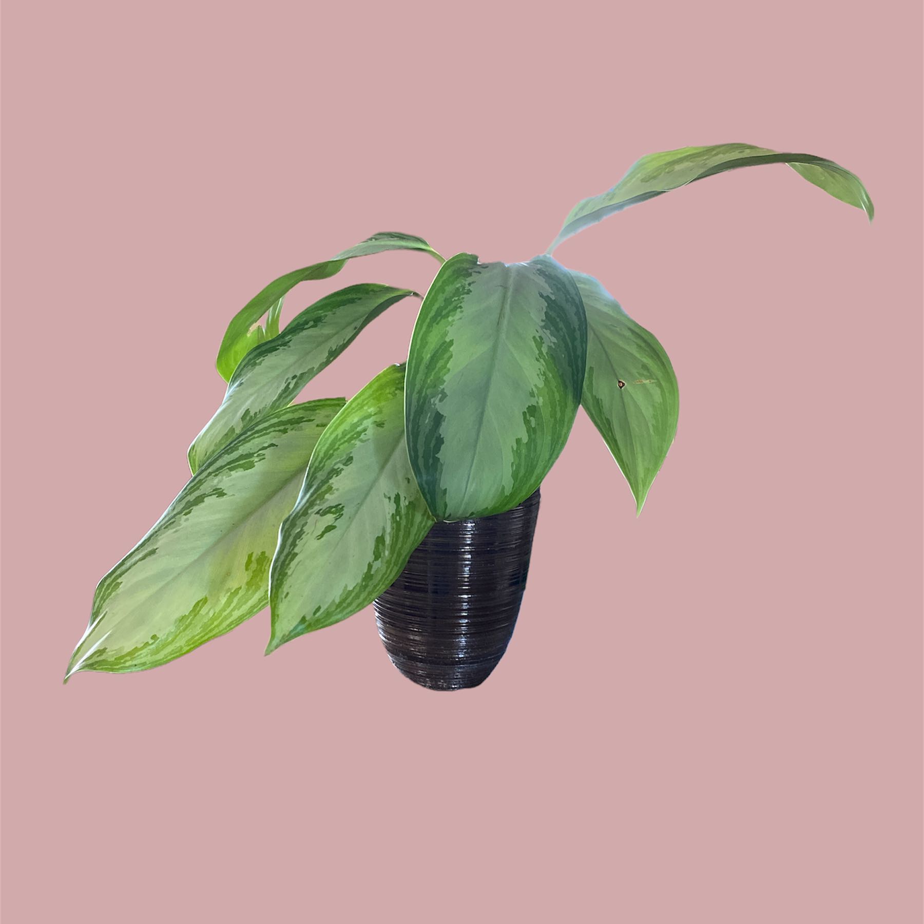 Aglaonema 'Silver Bay' plant with healthy green leaves in a black pot against a pink background.