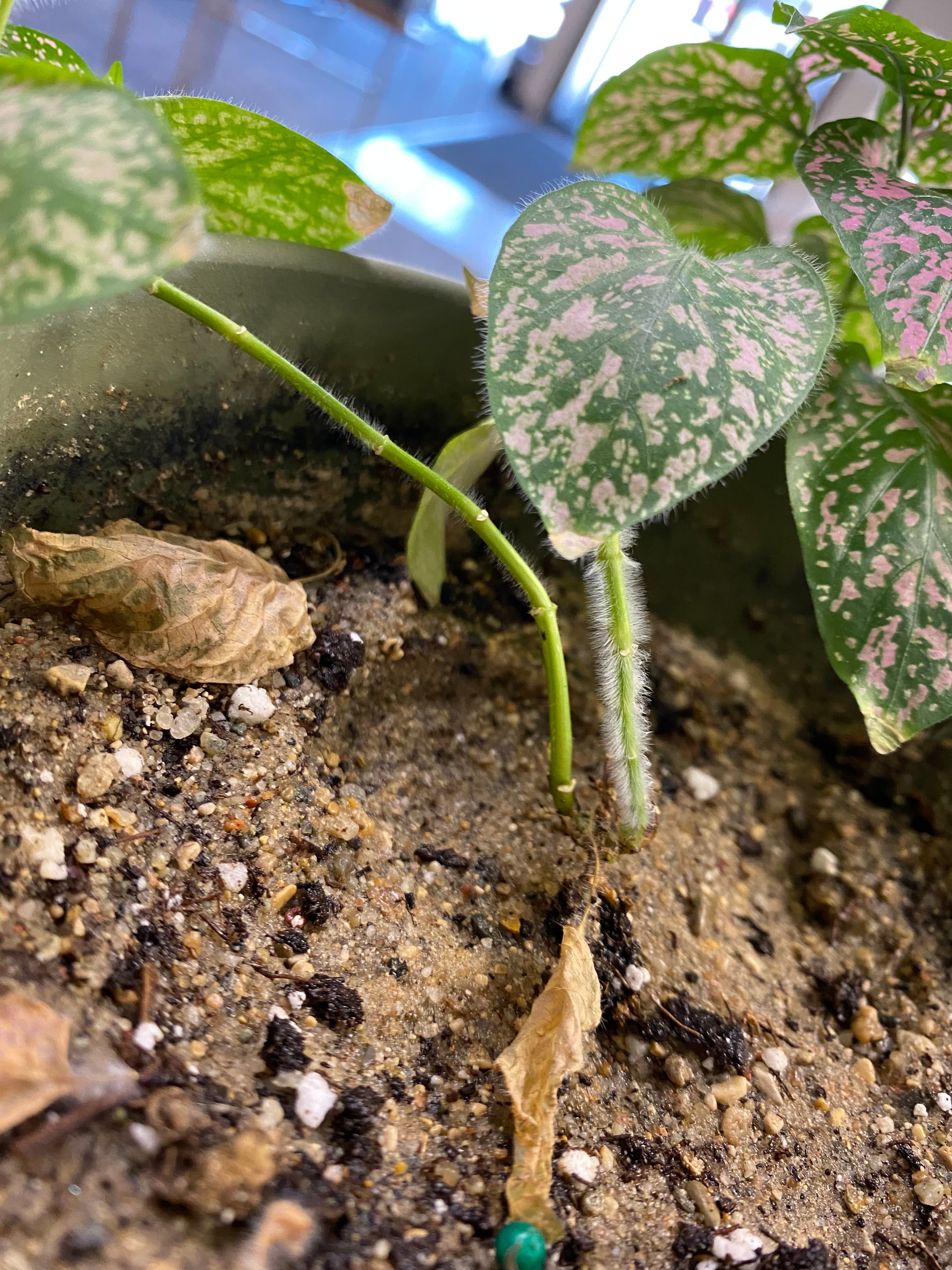 Why is one stem on my polka dot plant fuzzy?