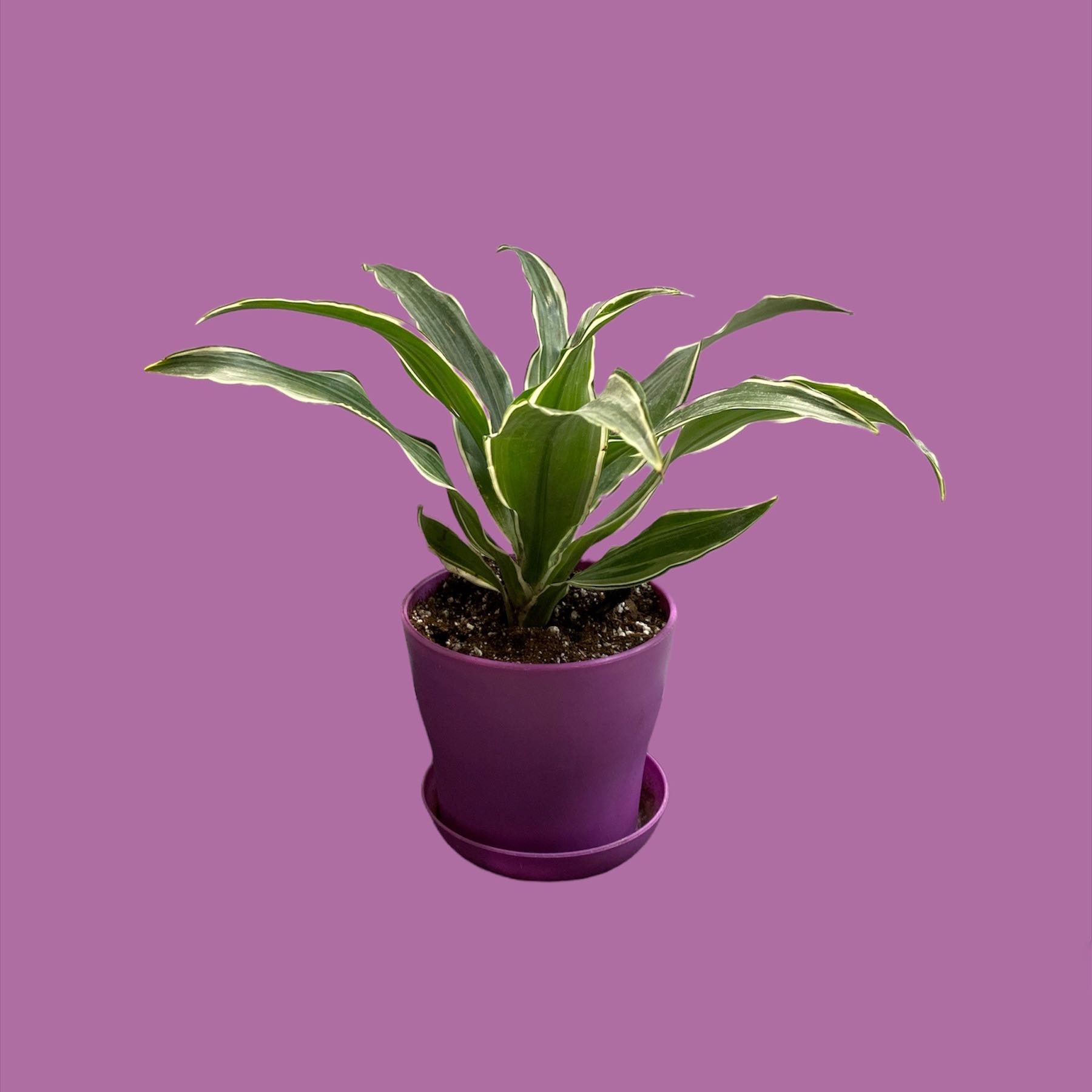 Dracaena 'Warneckii' plant in a purple pot against a solid purple background.