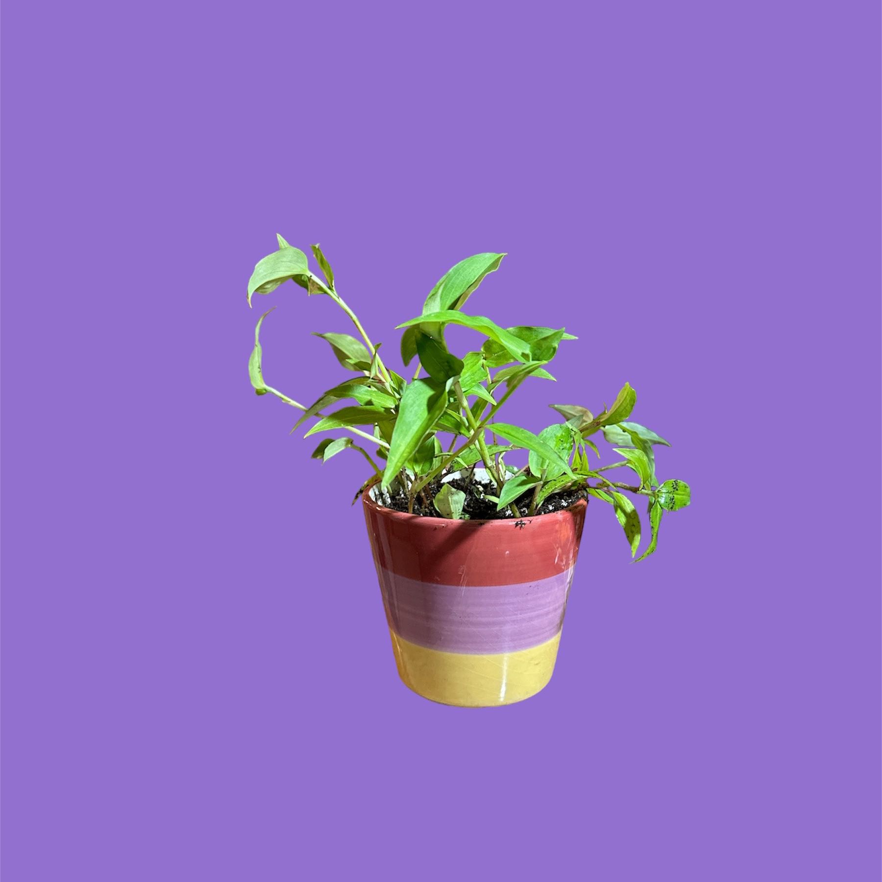 Potted Asiatic Dayflower plant against a purple background.