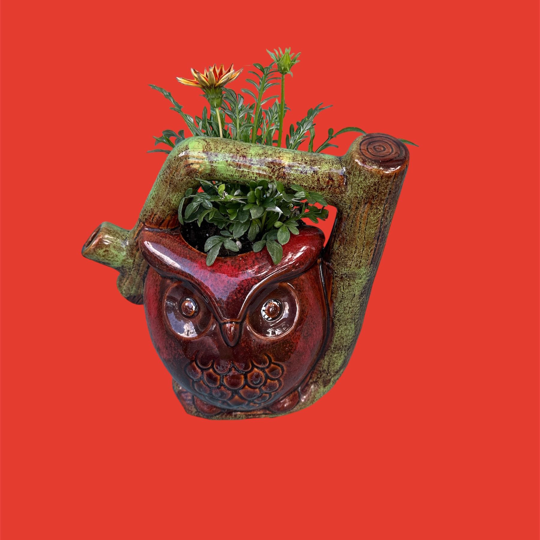 Treasureflower plant in an owl-shaped pot with green leaves and flowers against a red background.