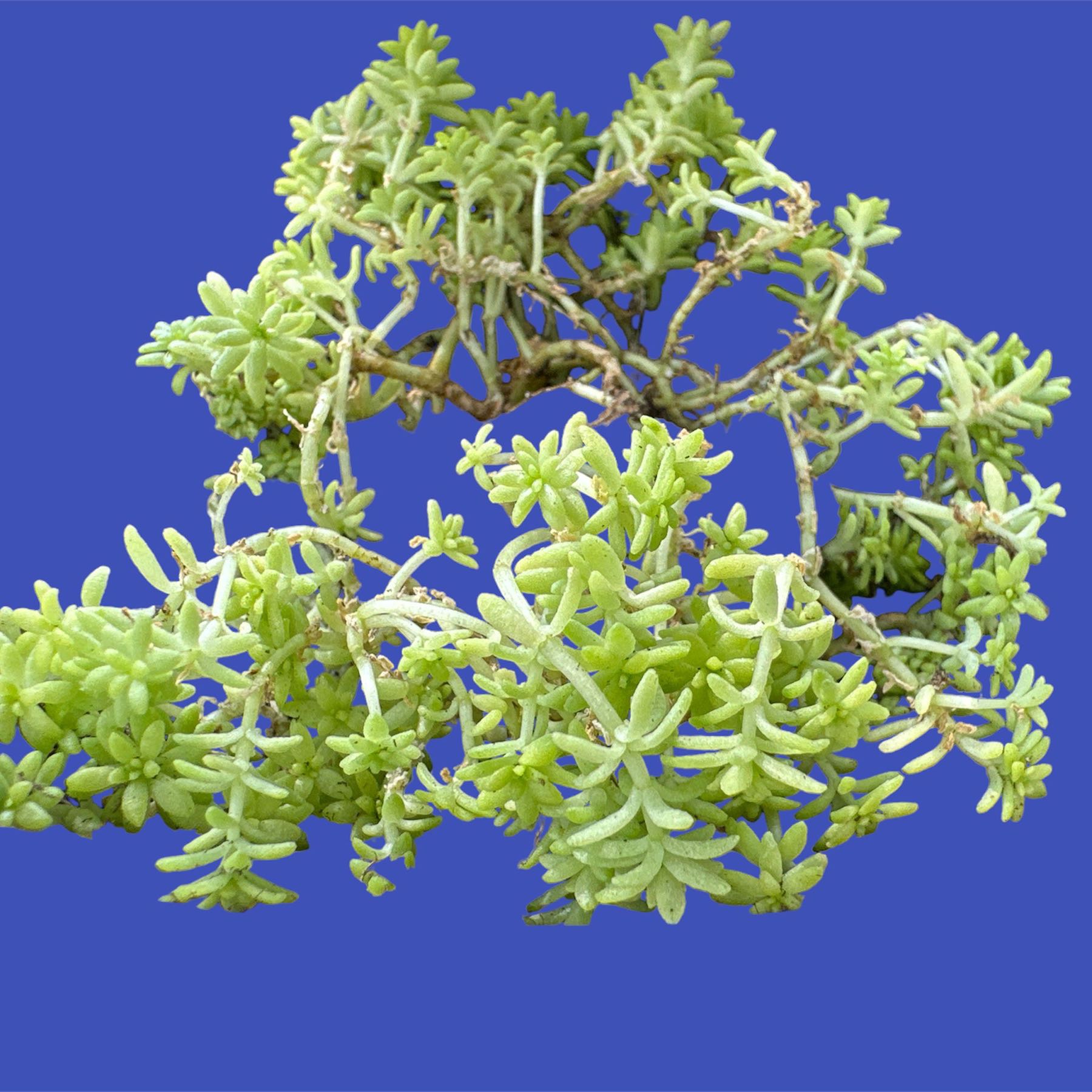 Healthy White Stonecrop plant with small, fleshy leaves against a solid blue background.