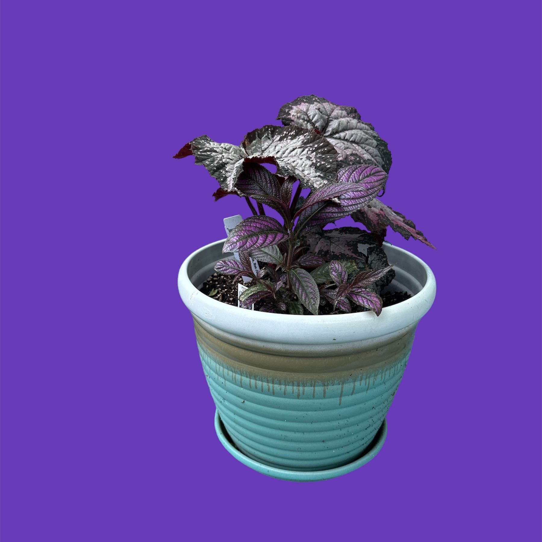 Persian Shield plant in a pot against a purple background.