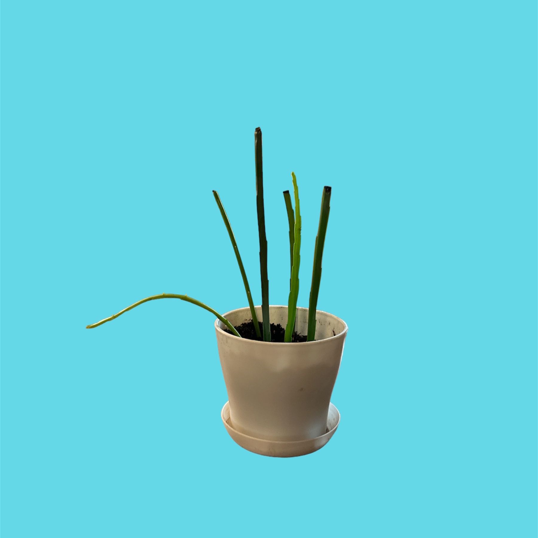 Potted Dutchman's Pipe Cactus with green stems against a blue background.
