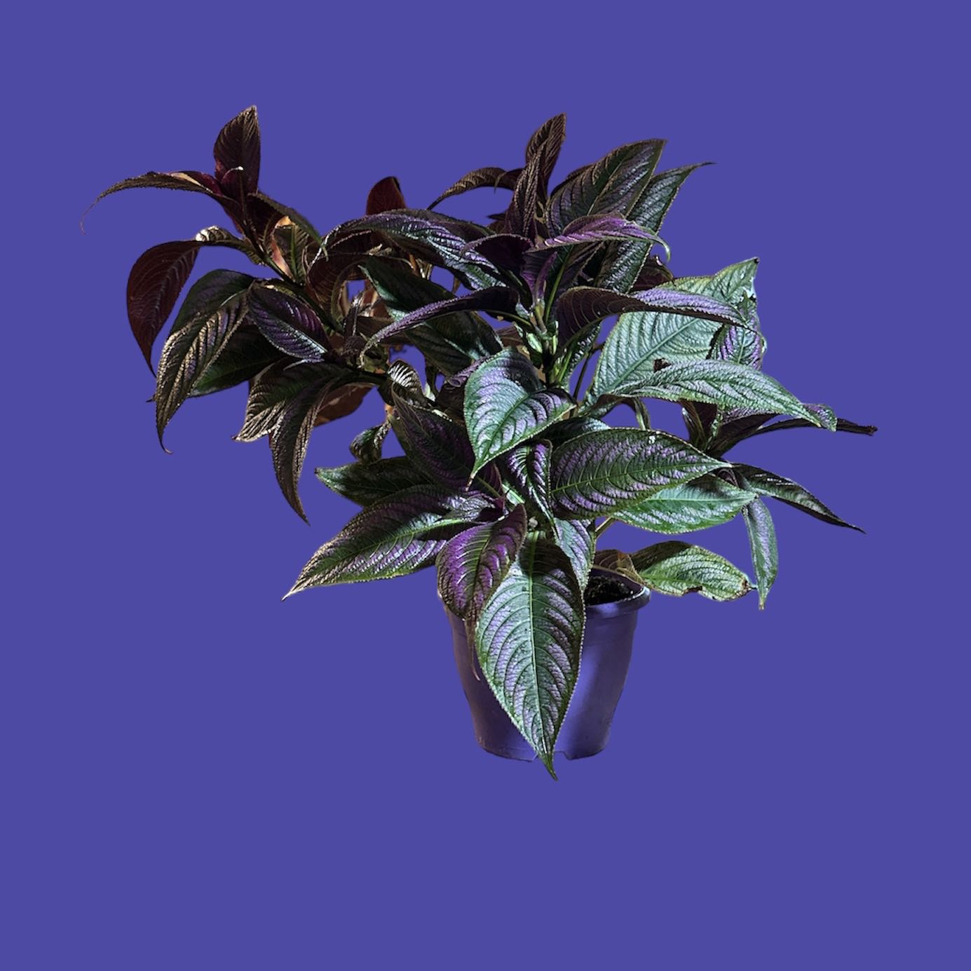 Healthy Persian Shield plant with vibrant leaves against a solid background.