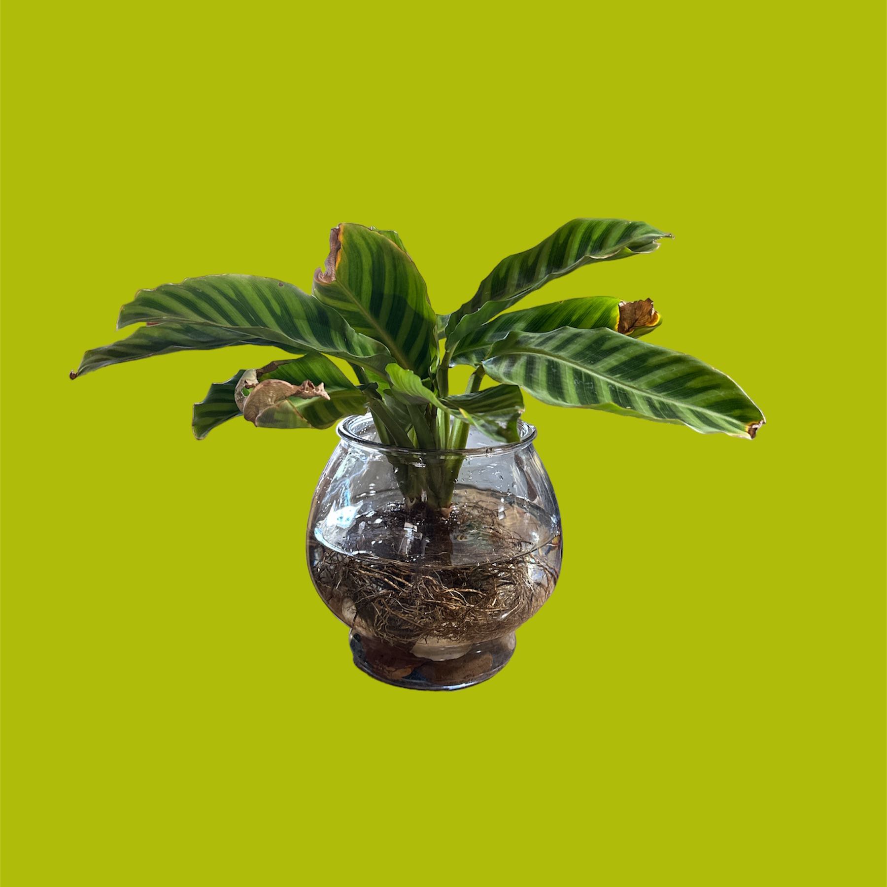 Zebra Calathea plant in a glass container with some browning leaves.