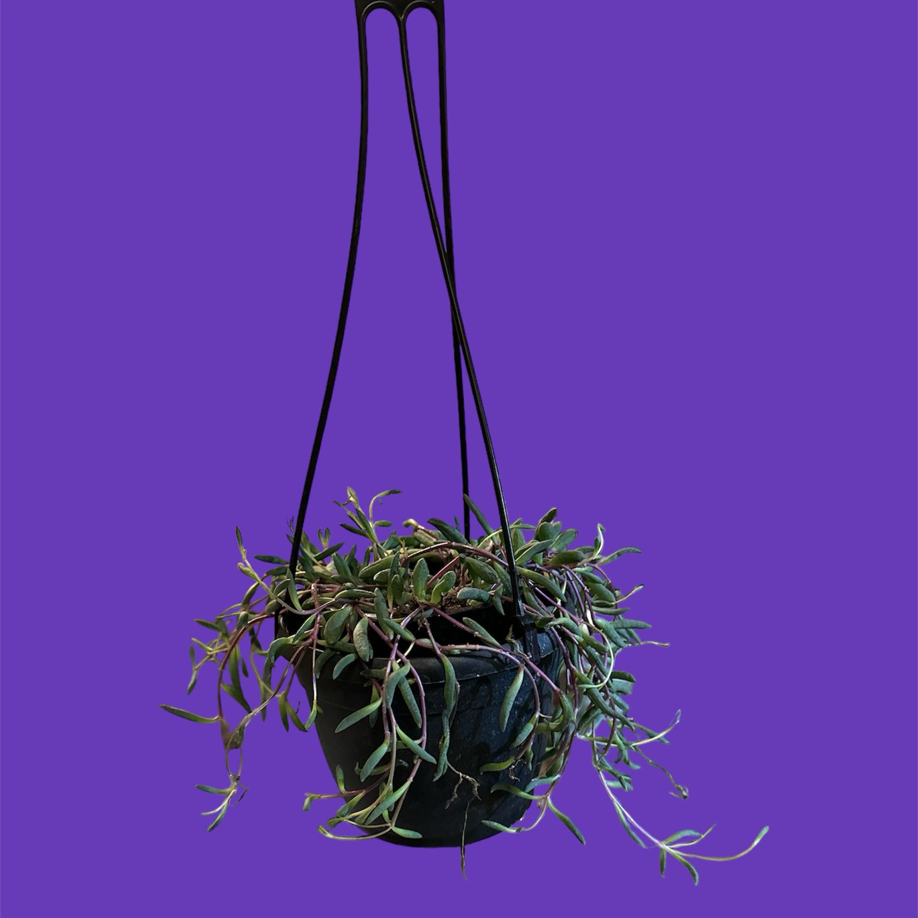 Hanging pot with a healthy 'ruby necklace' plant against a purple background.