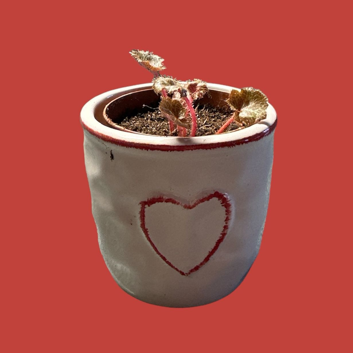 Potted Strawberry Begonia with some browning leaves in a heart-decorated pot.