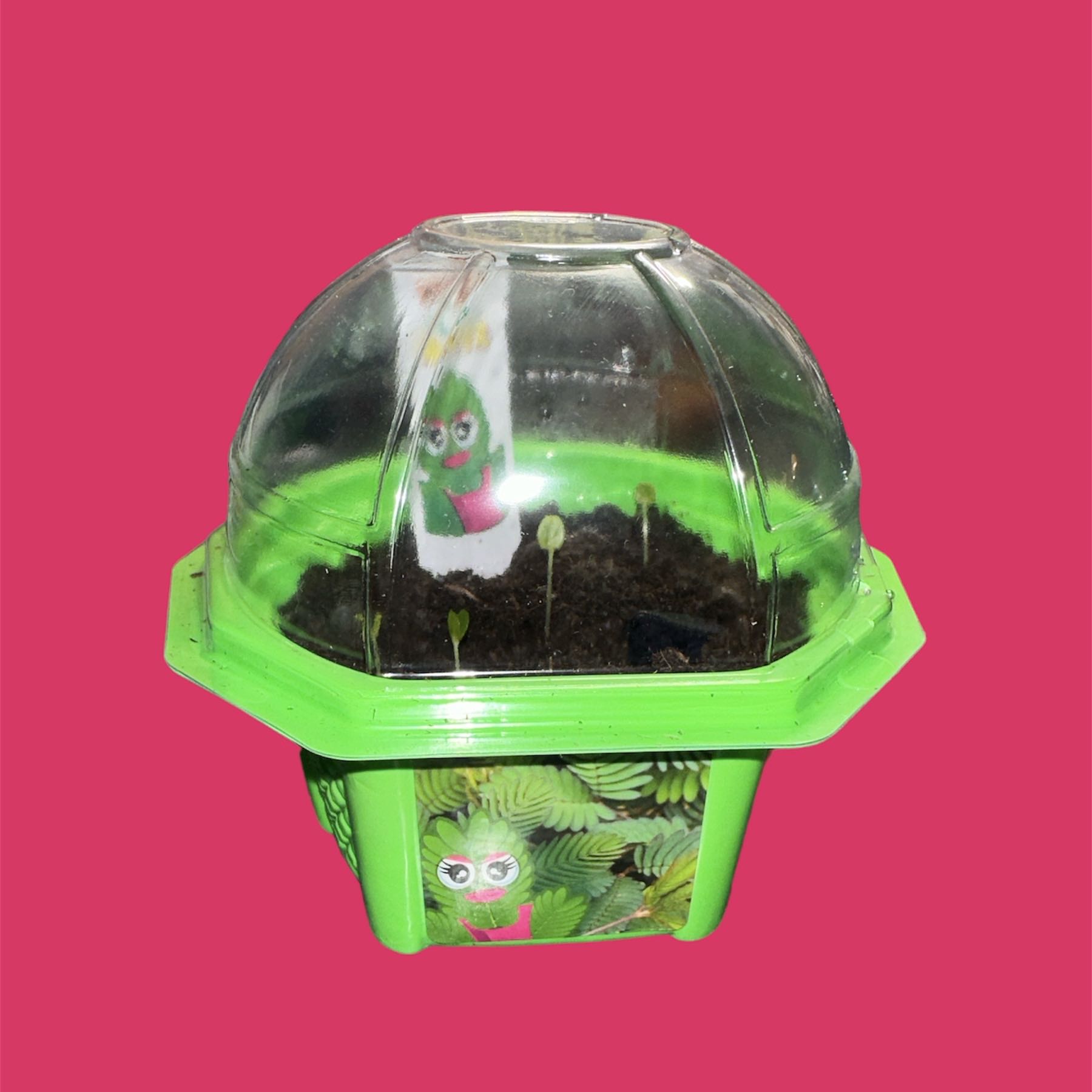 Sensitive Plant in a green container with a clear dome cover, early growth stage.