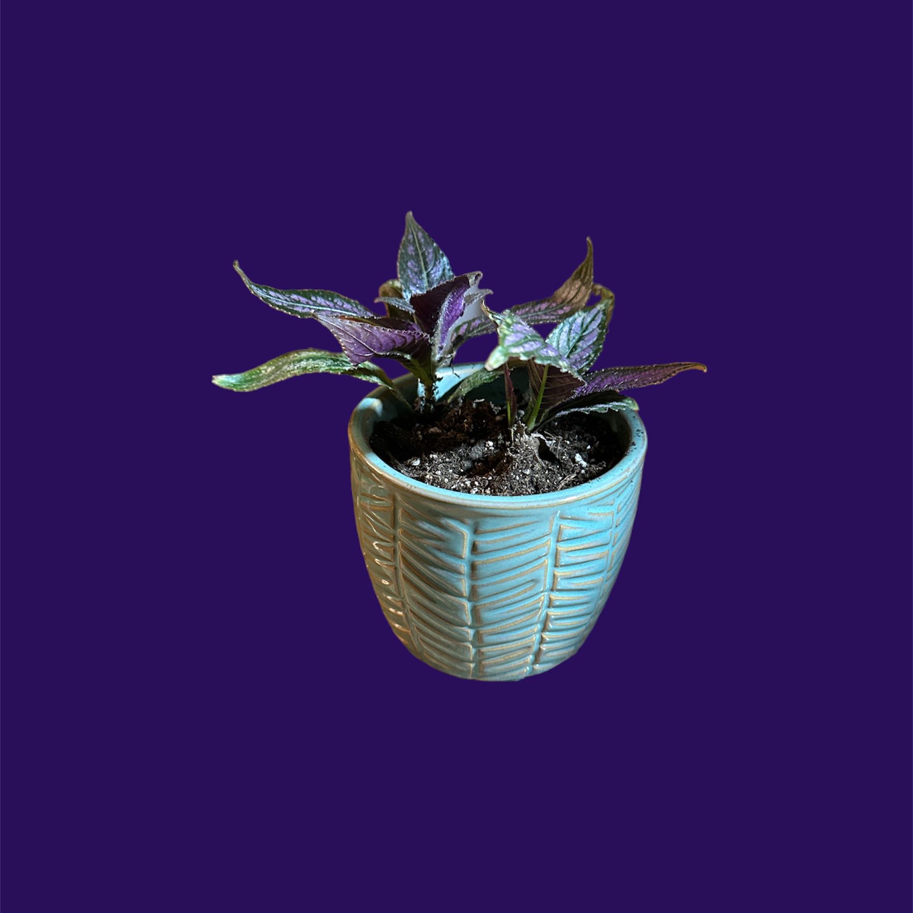 Persian Shield plant in a decorative pot with vibrant purple leaves.