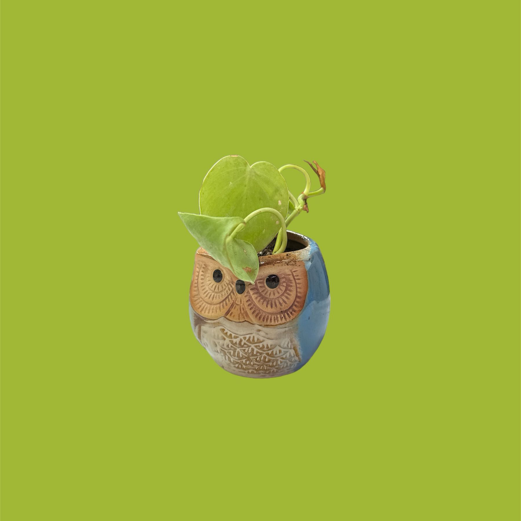 Philodendron Lemon Lime plant in an owl-shaped pot against a green background.