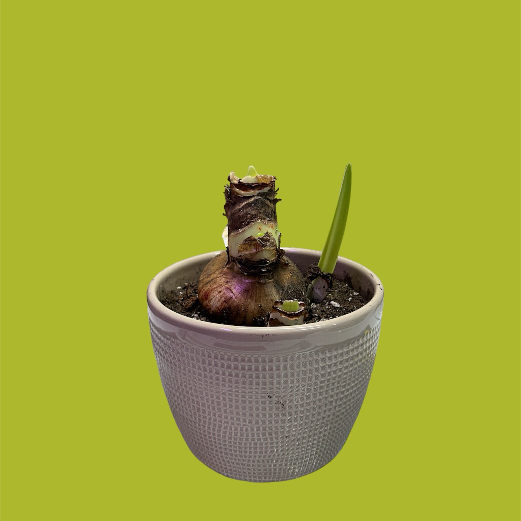 Potted Hippeastrum 'Red Lion' bulb with a single green shoot emerging.