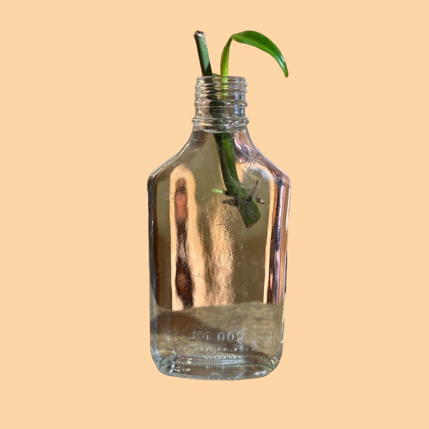 Philodendron panduriforme cutting in a clear glass bottle with water.