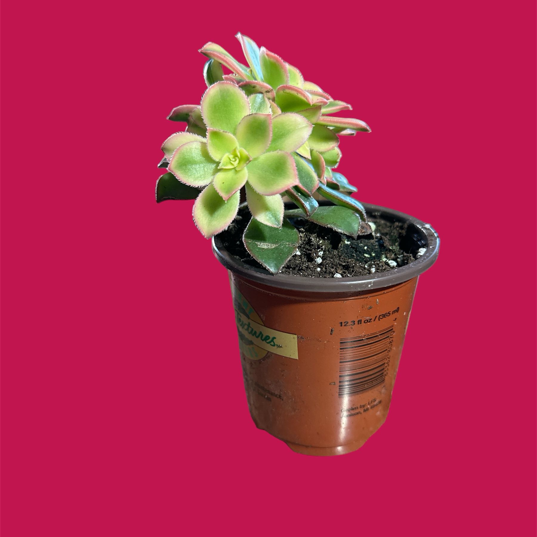 Potted Haworth's Aeonium with vibrant green and pinkish leaves against a solid background.