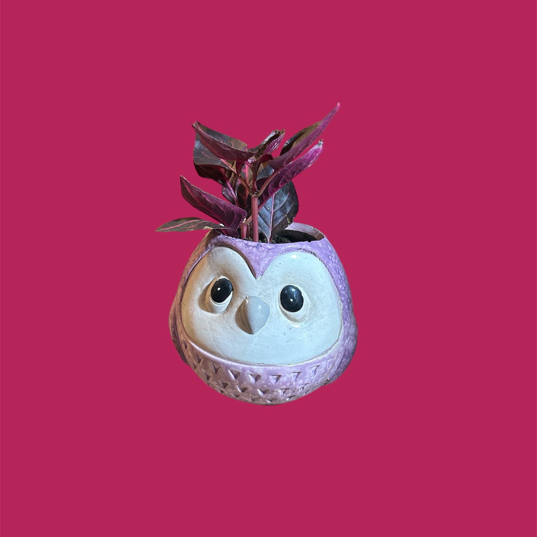 Close-up of a healthy red and purple Herbst's Bloodleaf plant growing in a blue and pink owl-shaped planter, against a pink background.